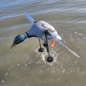 Mojo King Mallard Video